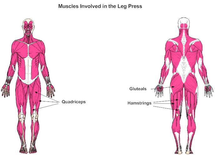 Muscles Involved in the Leg Press